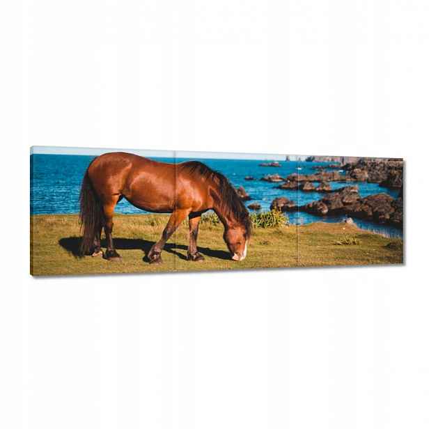 Obrazy 120x40 Kůň Koně Jezdectví