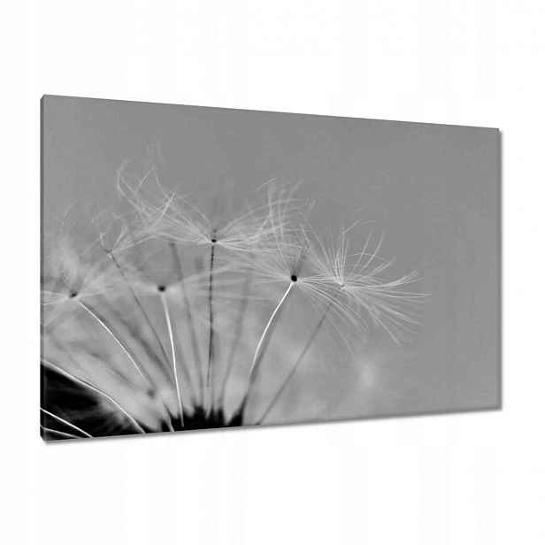Obrazy 120x80 Pampeliška Květ Květiny