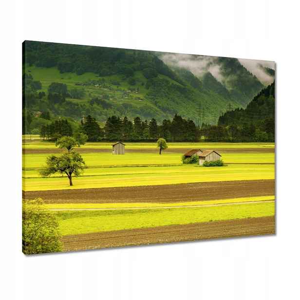 Obrazy 80x60 Zelené lány
