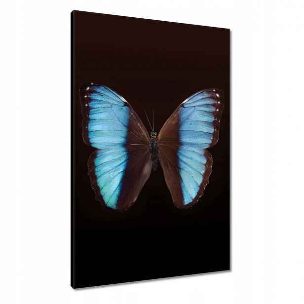 Obrazy 60x90 Modrý motýl
