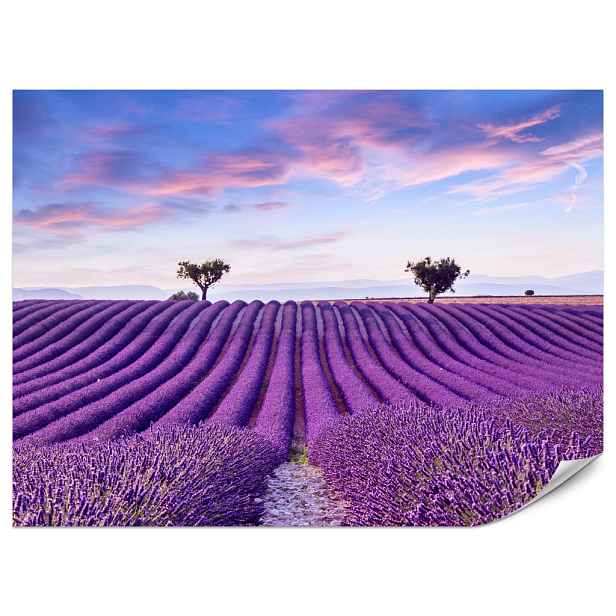 Muralo FOTOTAPETA do Kuchyně Levandulové Pole Fialová Příroda Keře 450x315