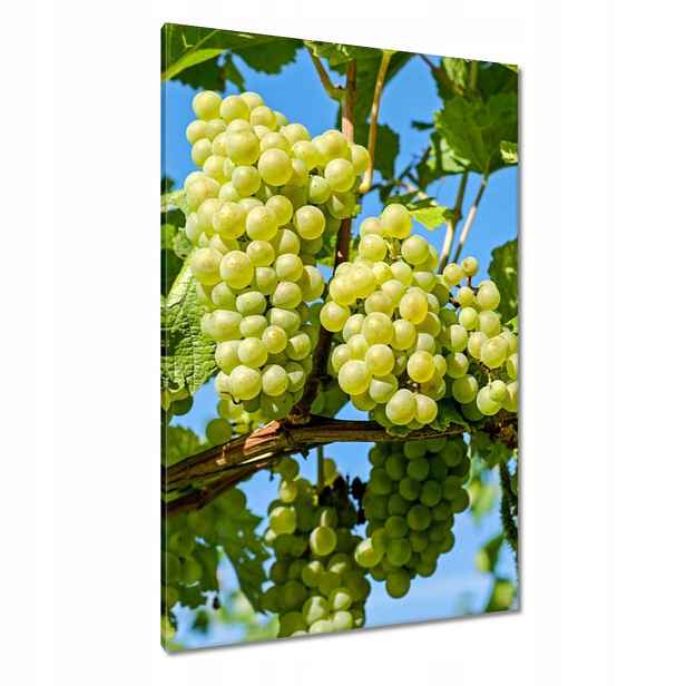 Obrazy 80x120 Zelené hroznové víno