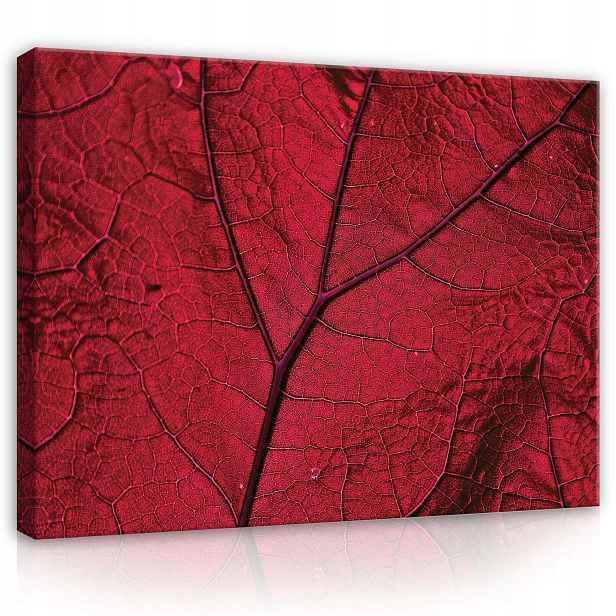 Obraz 80x60 Makro listy červený list žilky list textura přírody
