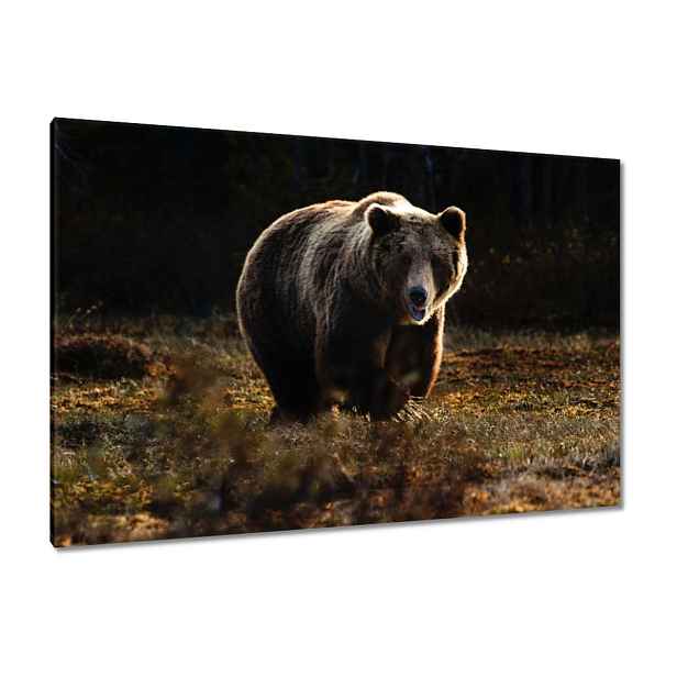 Obrazy 120x80 Zvířata Zvířátka