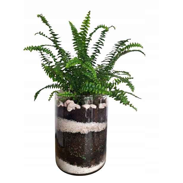 Diy sada pro výsadbu rostlin sklenice země dekorace