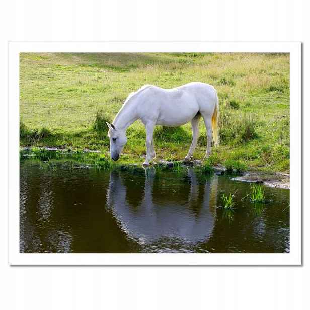 Plakáty v rámu 40x30 Bílý kůň