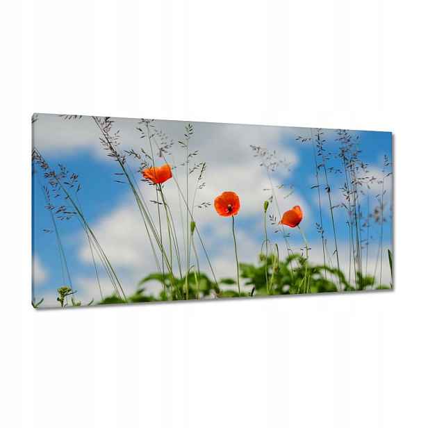Obrazy 115x55 Červené polní máky