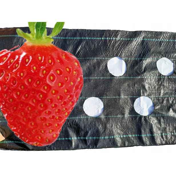 agrotextilie s otvory Otvory Jahody Okurky 0,6 x 20 m Uv filtr