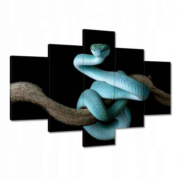 Obrazy 100x70 Modrý viper snake
