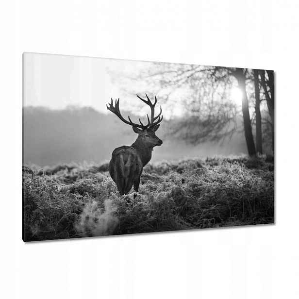 Obrazy 120x80 Černobílý jelen