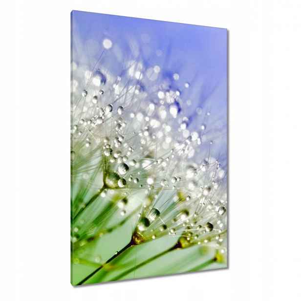 Obrazy 80x120 Pampeliška Kapky rosy