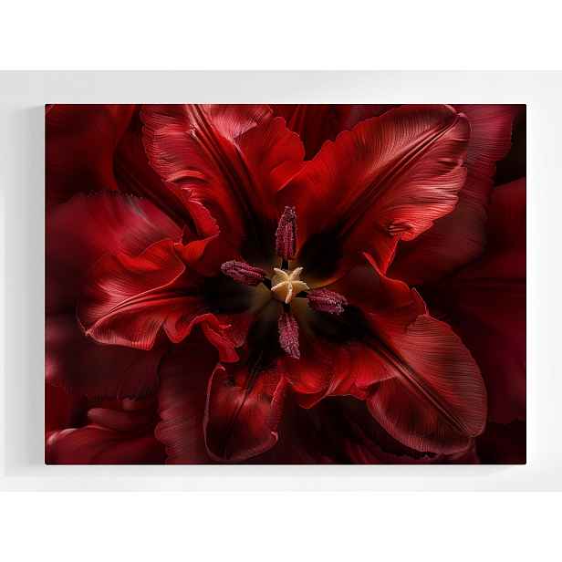 Plakát Makro Fotografie Květ Červený Tulipán 100x75