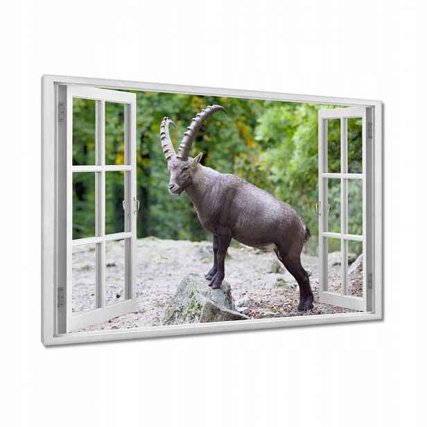 Obrazy 90x60 Kozoroh alpský Rohy
