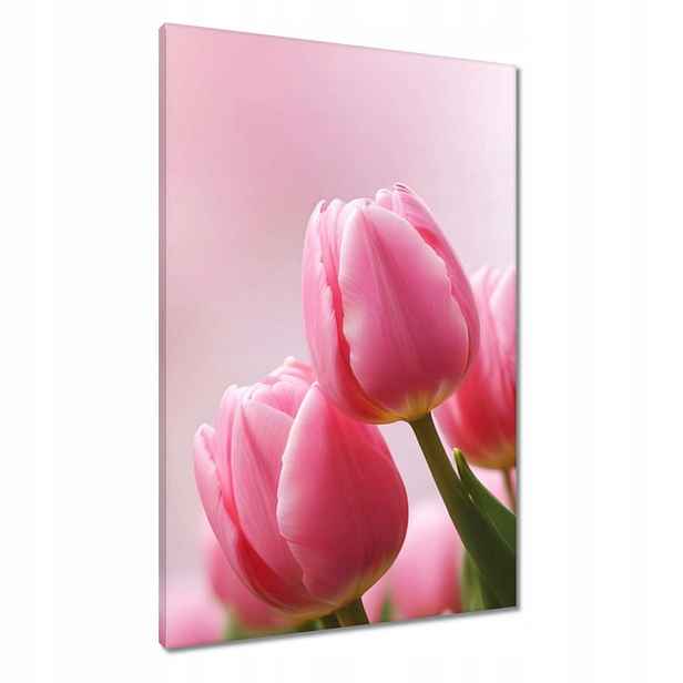 Obrazy 60x90 Růžové tulipány