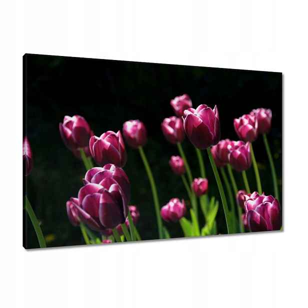 Obrazy 90x60 Fialové tulipány