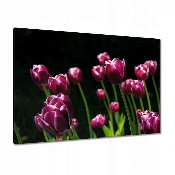 Obrazy 100x70 Fialové tulipány