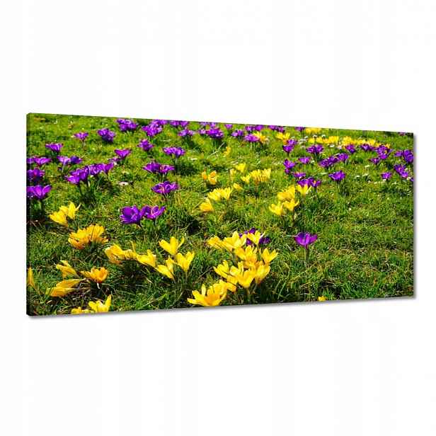Obrazy 180x90 Krokusy na louce
