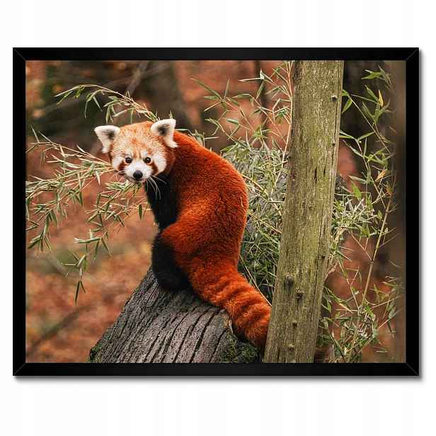 Plakáty v rámu 50x40 Pandka rudá panda malá panda červená menší