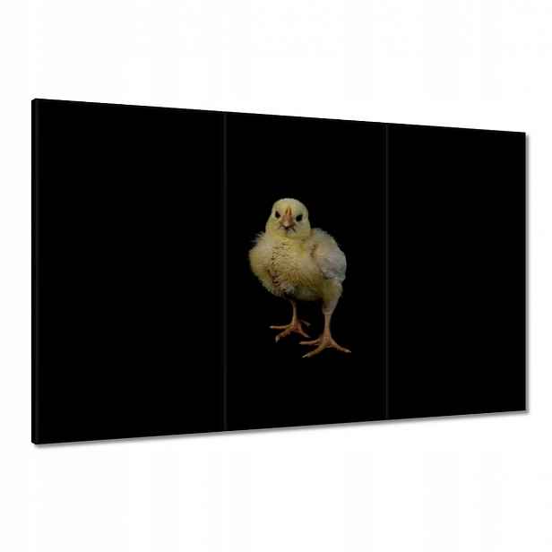 Obrazy 120x80 Malý žlutý kuřátko