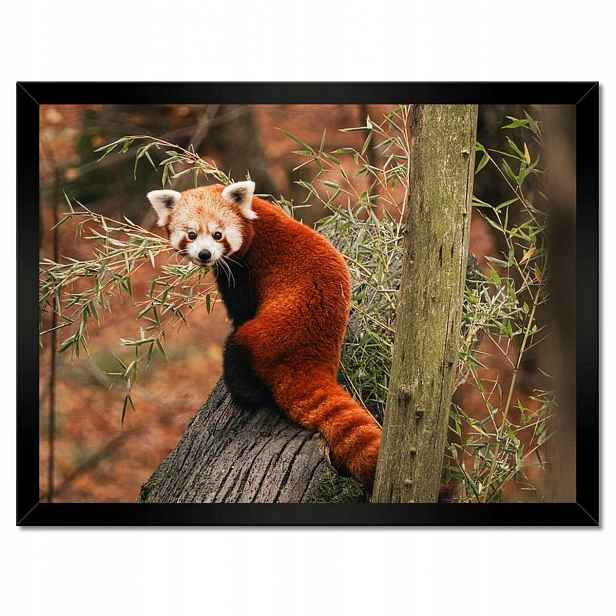 Plakáty v rámu 40x30 Pandka rudá panda malá panda červená menší