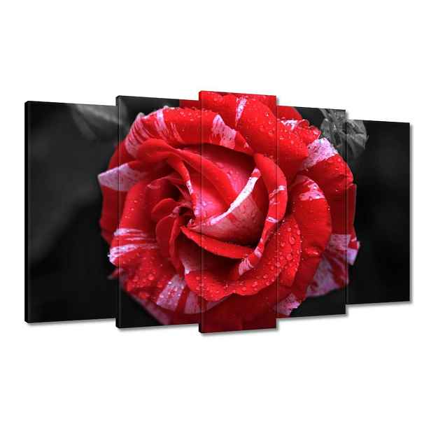 Obrazy 100x60 Bílo-červená růže