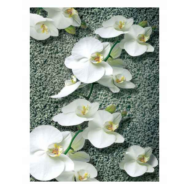 Fototapeta Bílé orchideje elegance a svěžest do interiéru 206x275 lepidlo