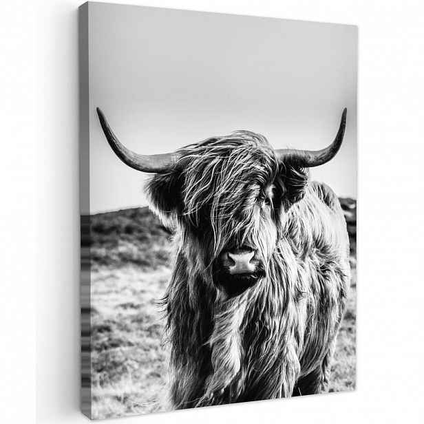 MuchoWow OBRAZ NA PLÁTNĚ Kráva - Skotský horal - Černá - Bílá - Zvíře - Příroda - Divoká zvěř 60x80 cm