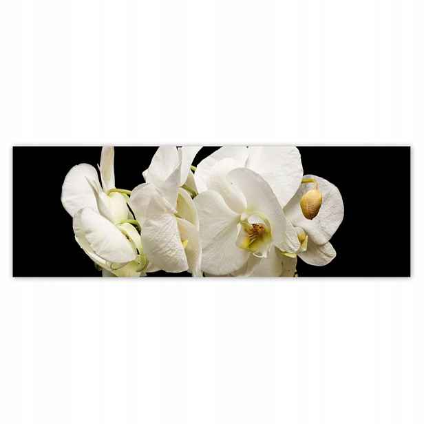 Plakáty 200x66 Bílé květy orchidejí