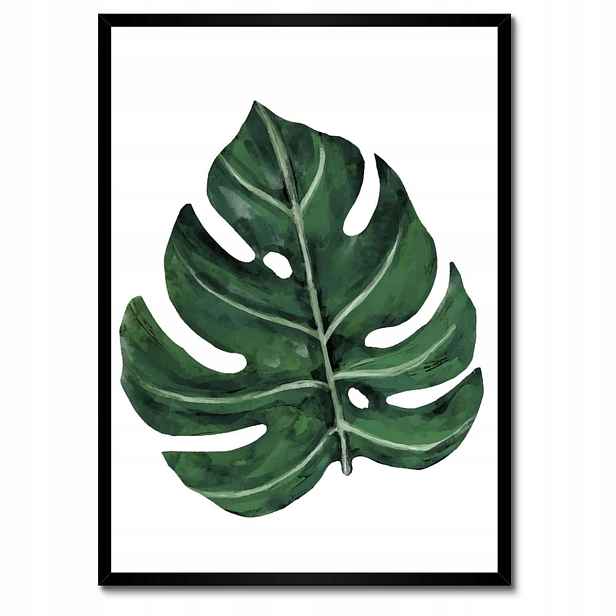 Plakáty v rámu 50x70 Monstera Zelený list