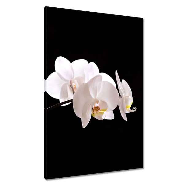 Obrazy 60x90 Bílá orchidej