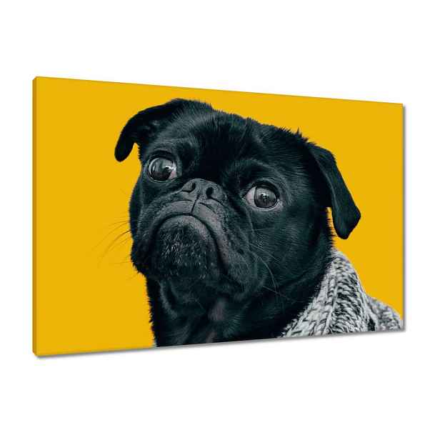 Obrazy 90x60 Pes Pejsek Psi