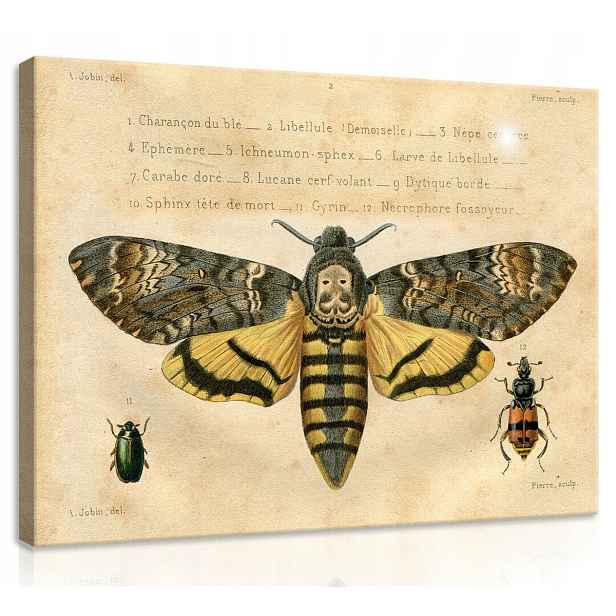 Obraz Na Plátně Plátno 70x50 Nákres Skica Retro Vintage Insekti Můra Motýl