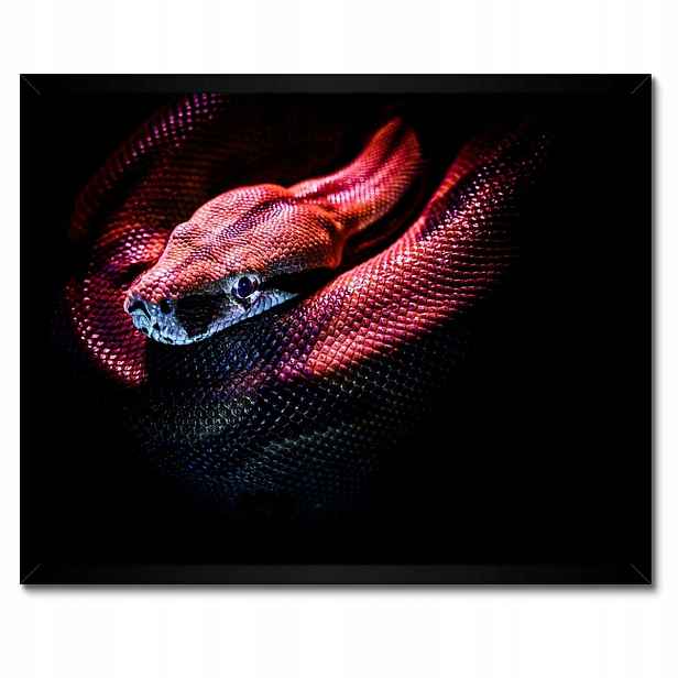 Plakáty v rámu 50x40 Červený had