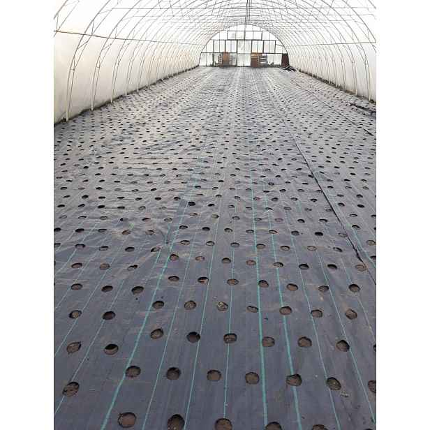 Agrotextilie 7 řad Otvory pro sazenice Hrubá 95 g