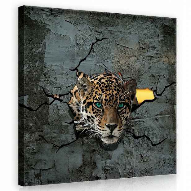 Obraz Na Plátně Plátno 80x80 Jaguár Kočka Na Zeď