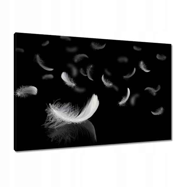 Obrazy 90x60 Padající bílé peří