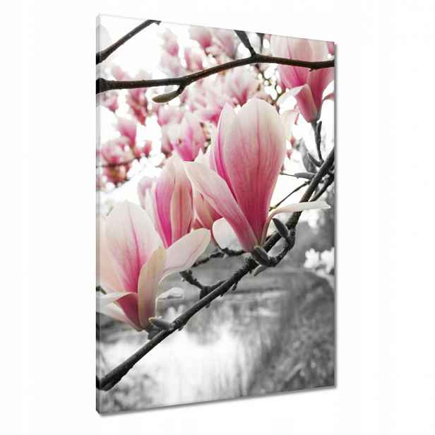 Obrazy 70x100 Magnolie Květiny