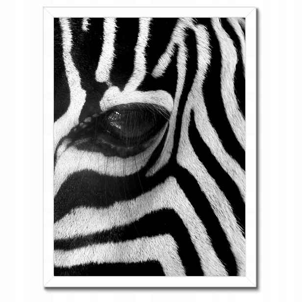 Plakáty v rámu 30x40 Černobílé pruhy Zebra