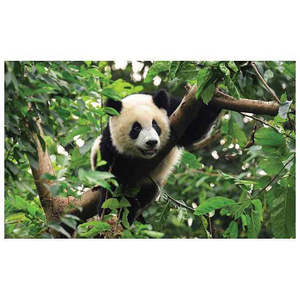 Vliesová fototapeta Panda v zeleném lese, harmonie přírody 208x146 lepidlo