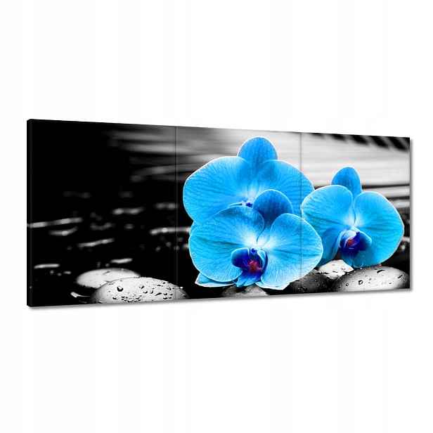 Obrazy 150x70 Tyrkysový orchidej Květina