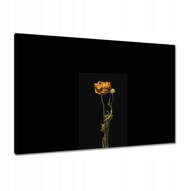 Obrazy 120x80 Sušený červený mák
