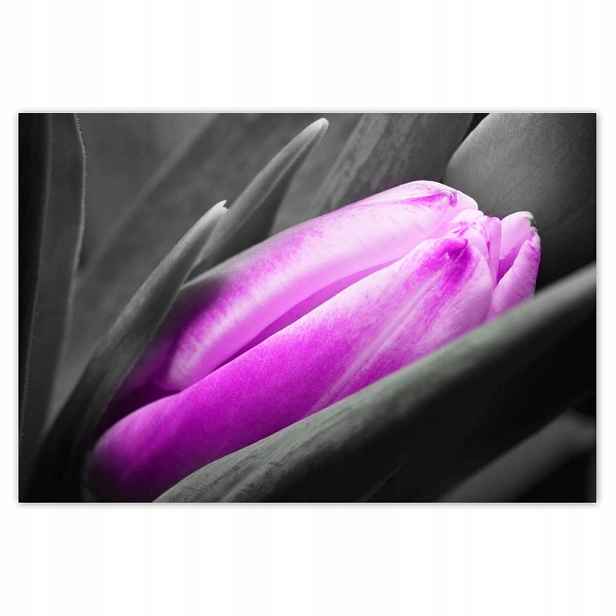 Plakáty 185x125 Fialový tulipán