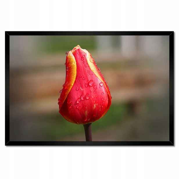 Plakáty v rámu 60x40 Červeno-žlutý tulipán