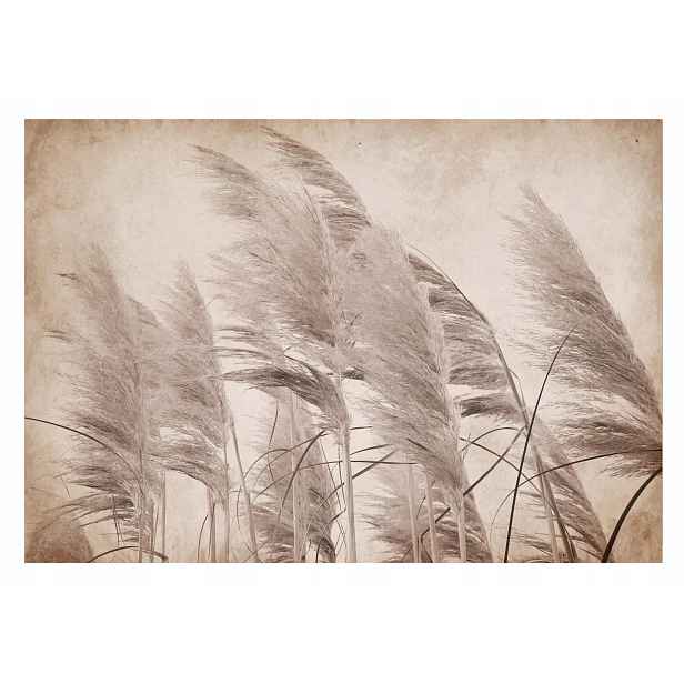 Fototapeta Tráva Pampasová Boho Ložnice 312x219