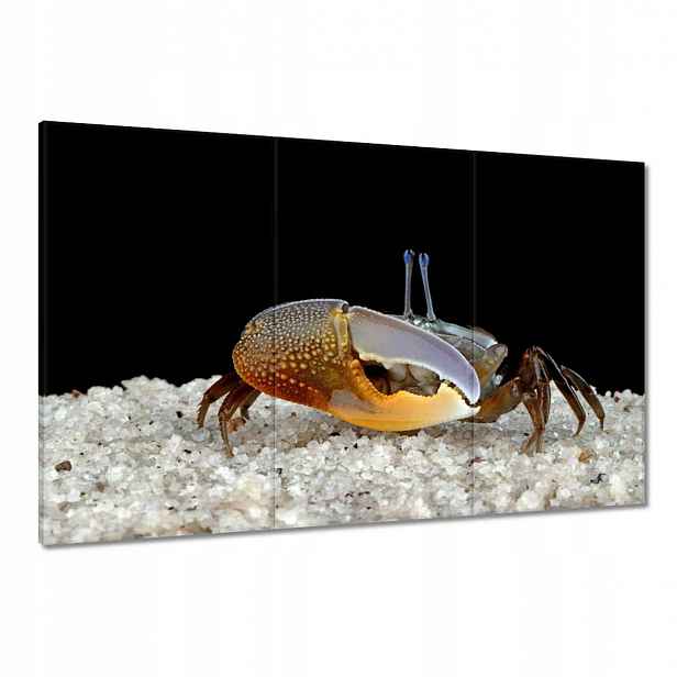 Obrazy 120x80 Žluté housle kraba
