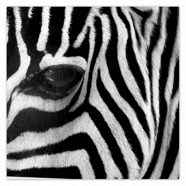 Plakáty 140x140 Černobílé pruhy Zebra