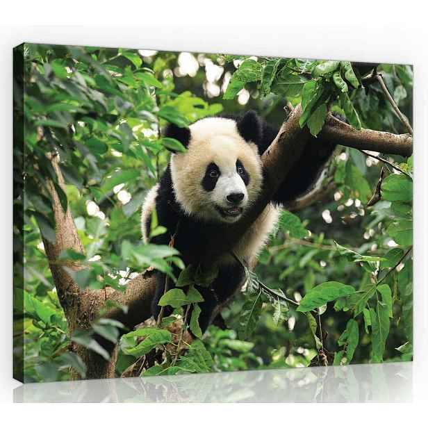 Obraz Na Plátně Canvas 70x50 Panda Medvídek
