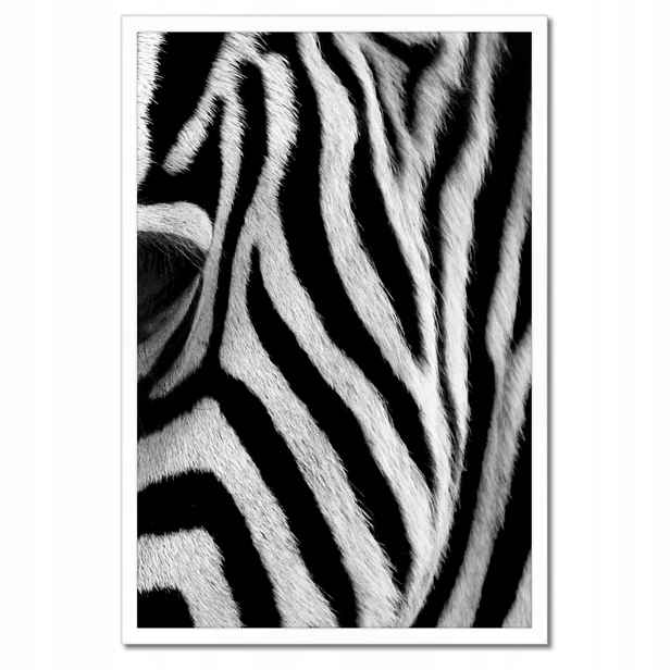 Plakáty v rámu 40x60 Černobílé pruhy Zebra