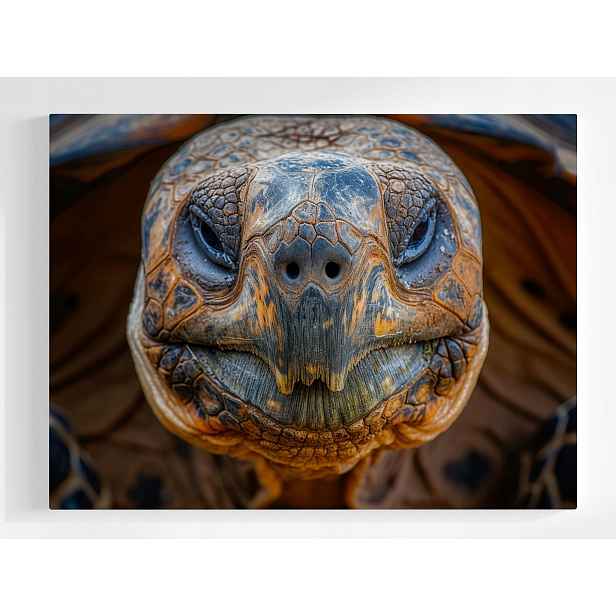Plakát Želva Portrét Makro Fotografie Příroda Fauna 100x75