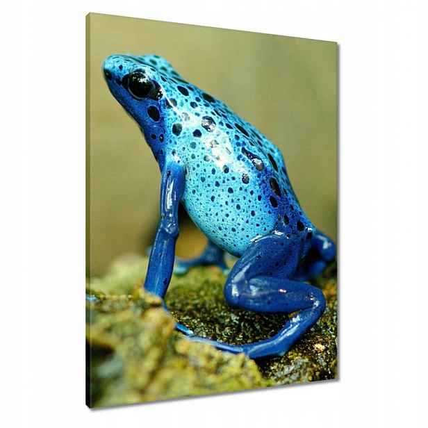 Obrazy 60x80 Zvířata Zvířátka